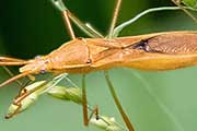 Assassin Bug (Australcmena lineativentris) (Australcmena lineativentris)